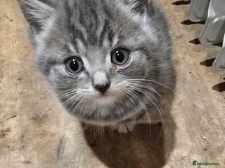 British Shorthair cats British short hair x ragdoll x - Advert 1