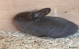 Lionhead rabbits for sale: 2 MALE LIONHEAD RABBITS - Image 1