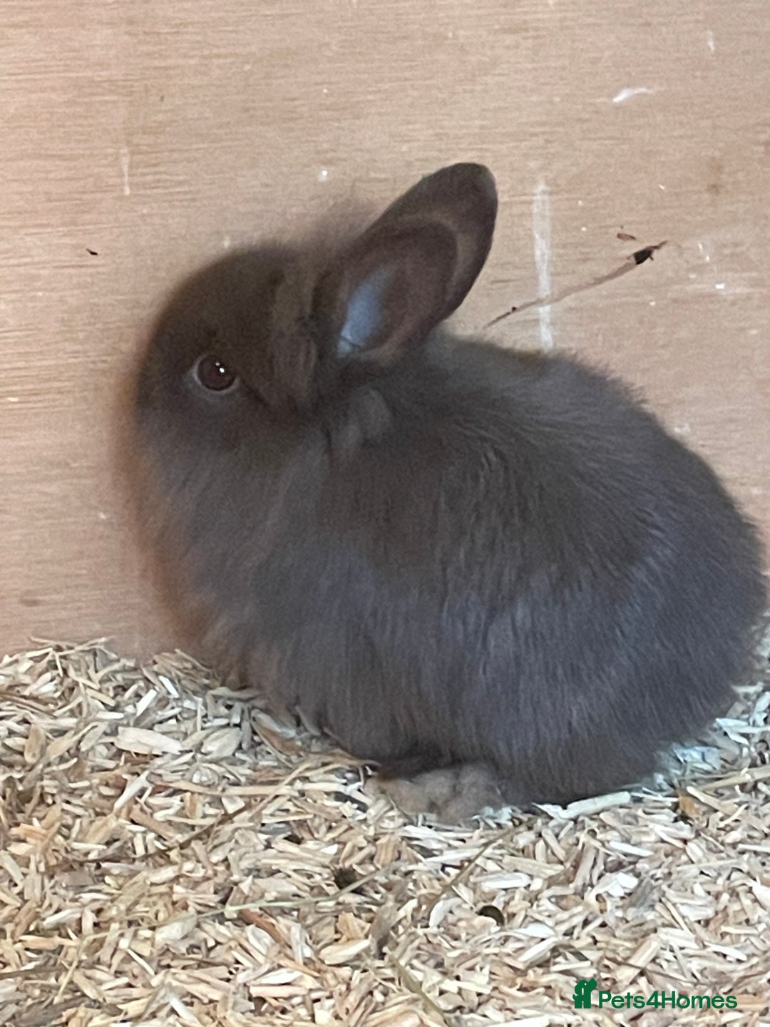 Lionhead rabbits for sale: 2 MALE LIONHEAD RABBITS - Image 1