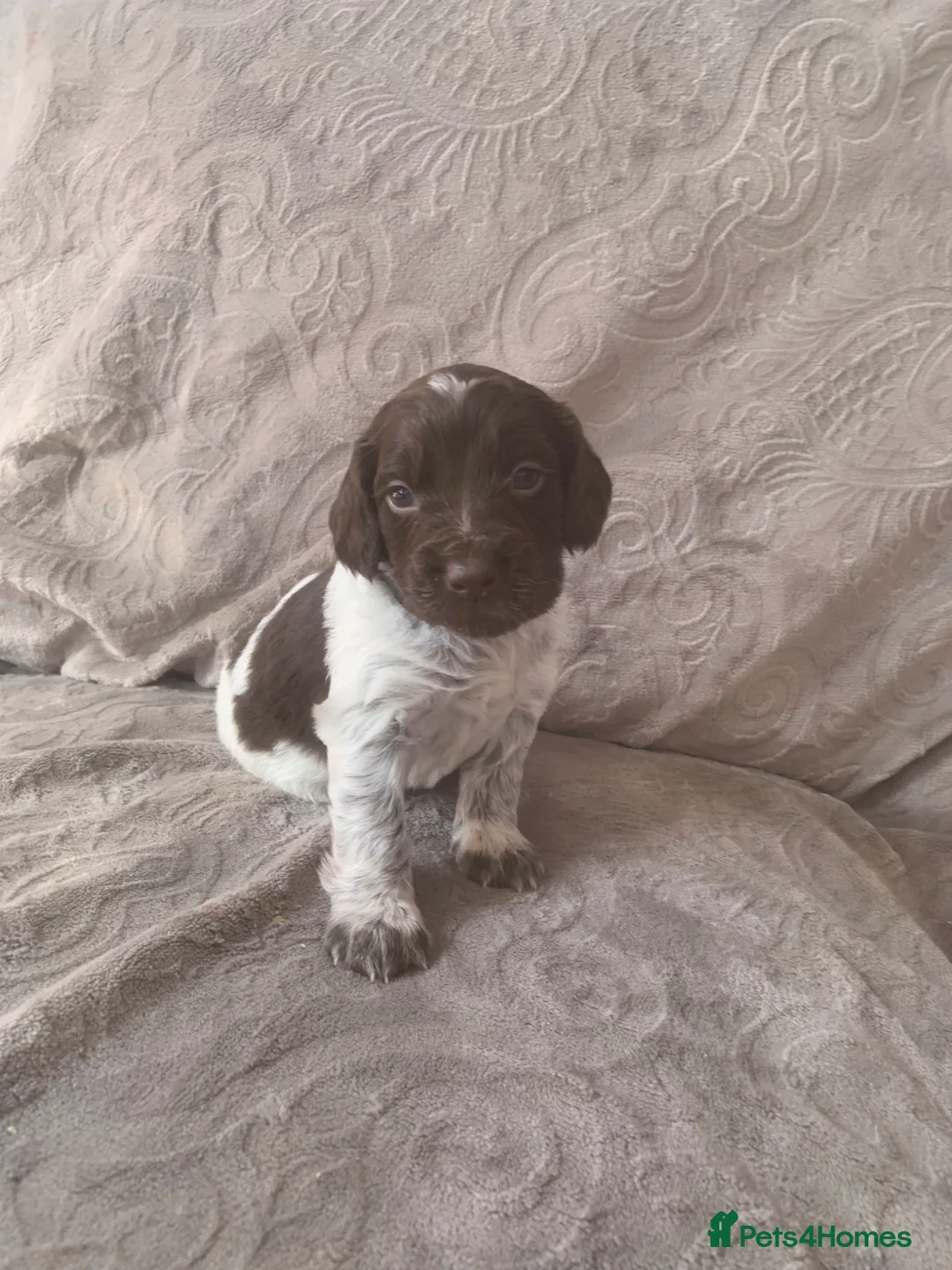 Mixed Breed dogs for sale:  german shorthaired pointer/ - Advert 2