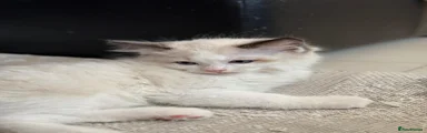 Ragdoll 1