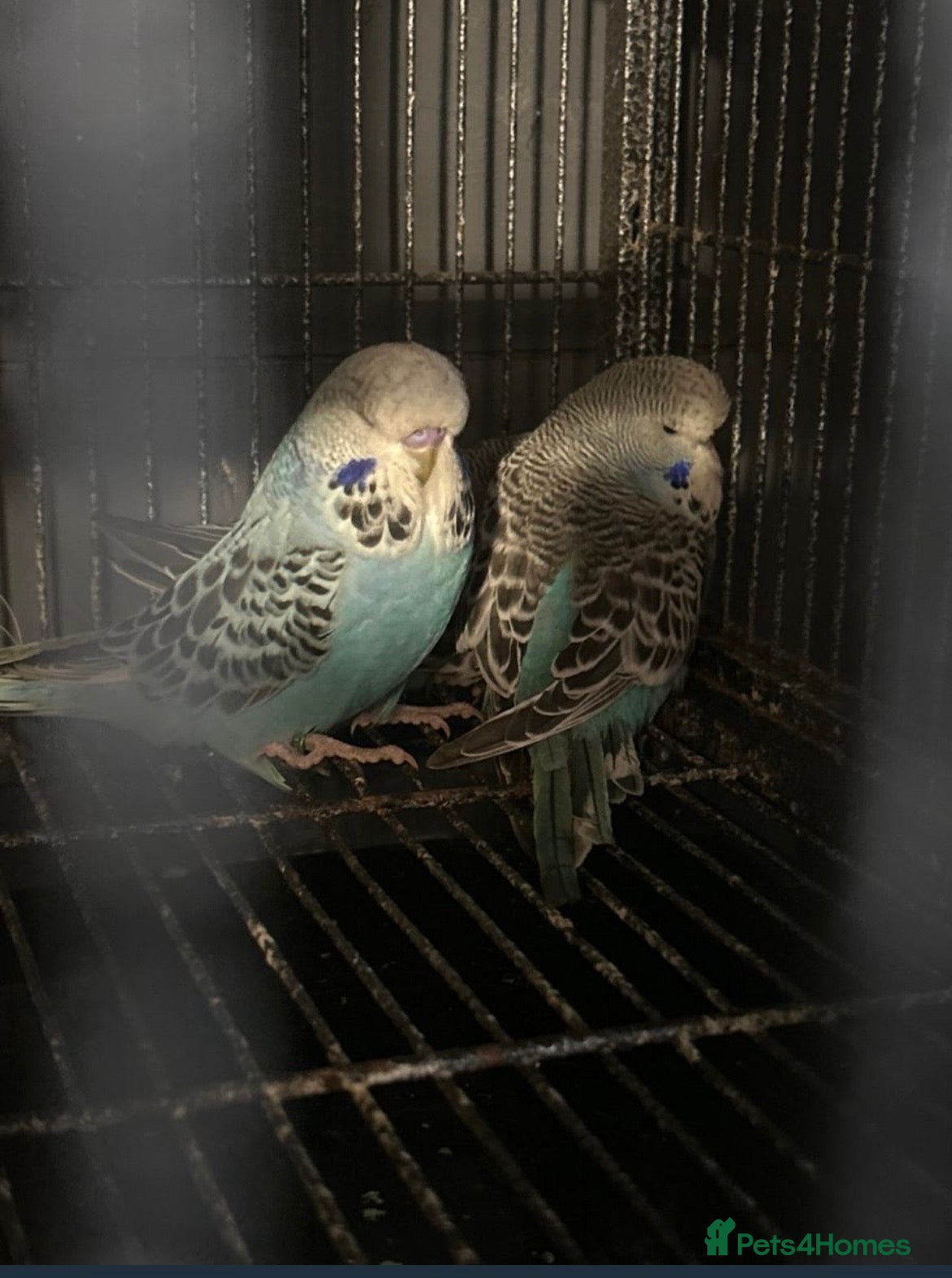 Budgerigars birds Young budgies  - Advert 8