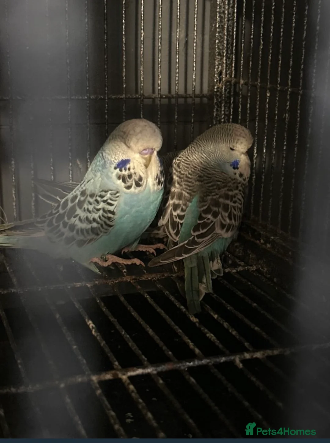 Budgerigars birds for sale: Young budgies  in Cumnock - Advert 1