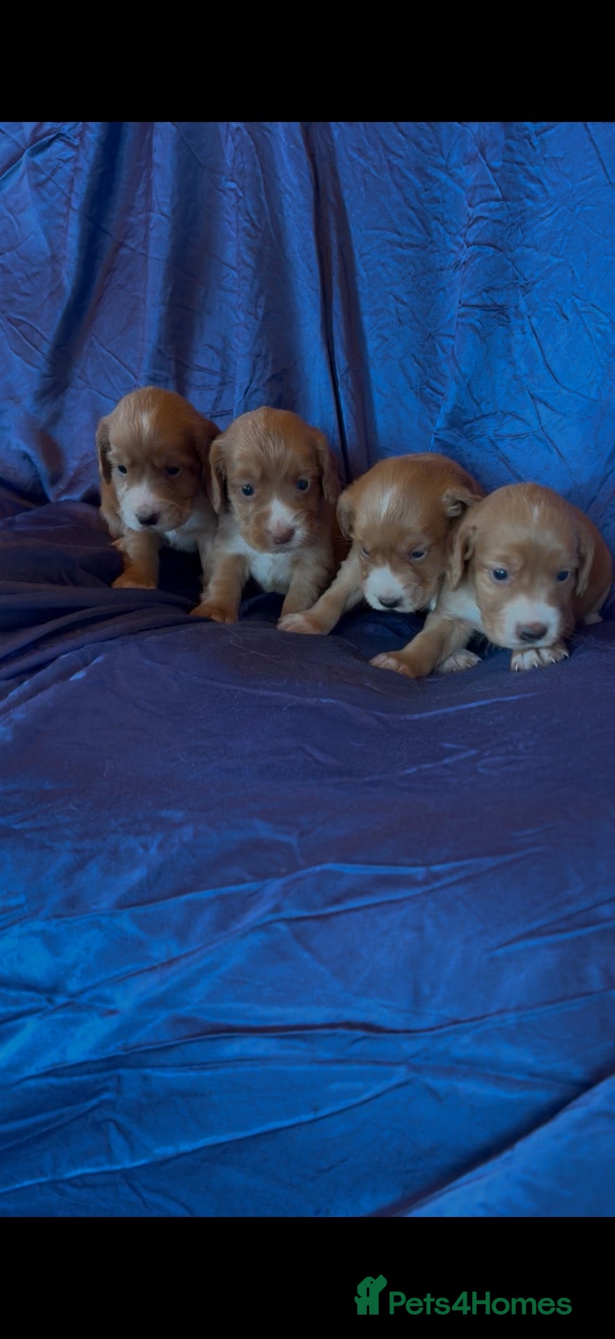 Cocker Spaniel dogs Beautiful KC Cocker Puppies  - Advert 1