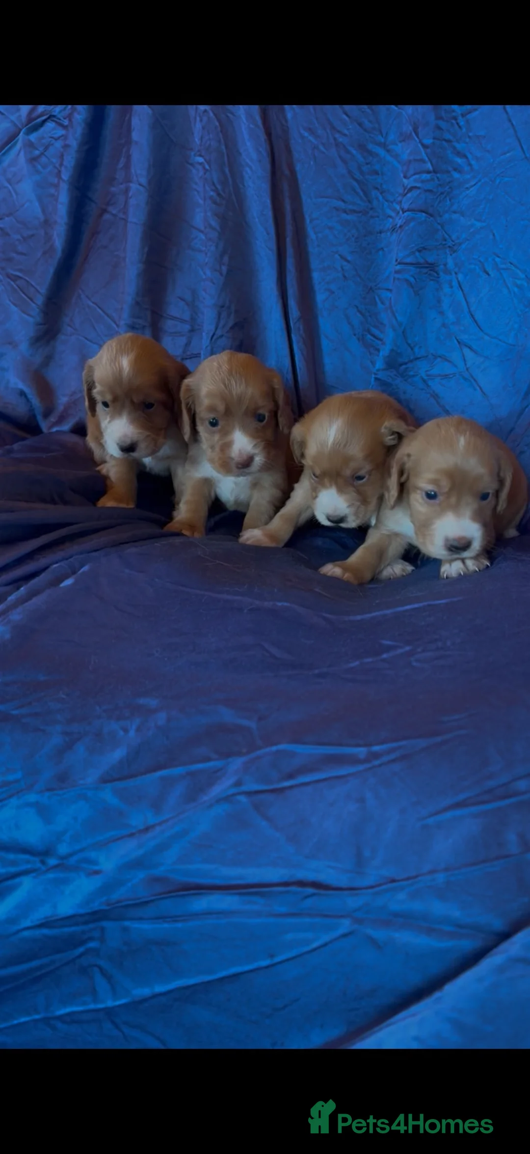 Cocker Spaniel dogs for sale: Beautiful KC Cocker Puppies  - Advert 1