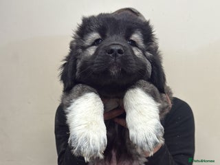 Caucasian Shepherd Dog dogs ⭐️MALES READY Caucasian shepherds ⭐️ puppy dogs - Advert 5