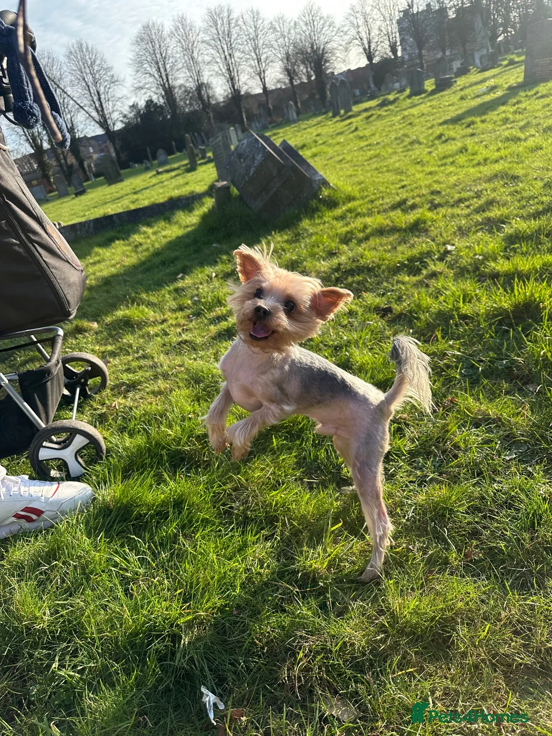 Yorkshire Terrier dogs for stud: York Cup Dyzio for Adoption.  - Advert 2