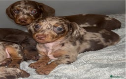 Dachshund dogs for sale: Chocolate Dapple short haired   - Image 1