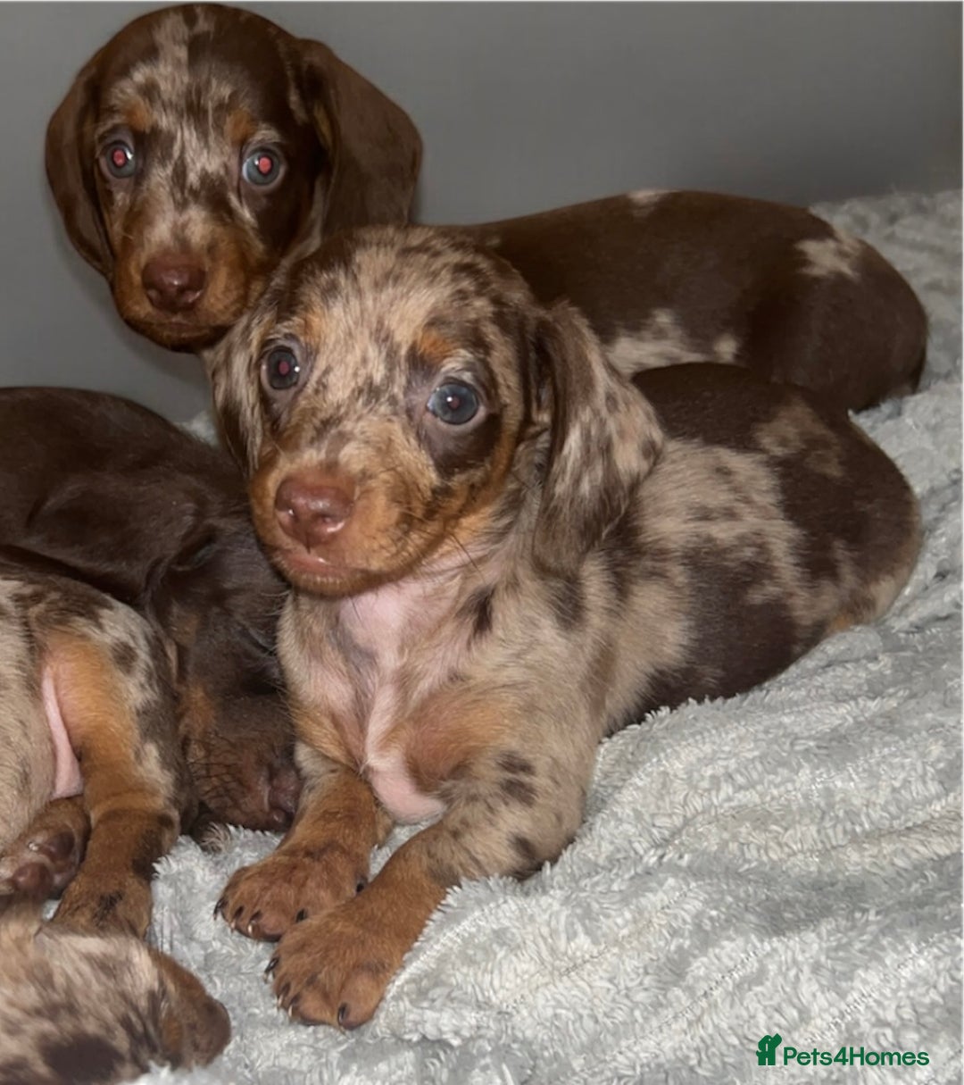 Dachshund dogs for sale: Chocolate Dapple short haired   - Image 1