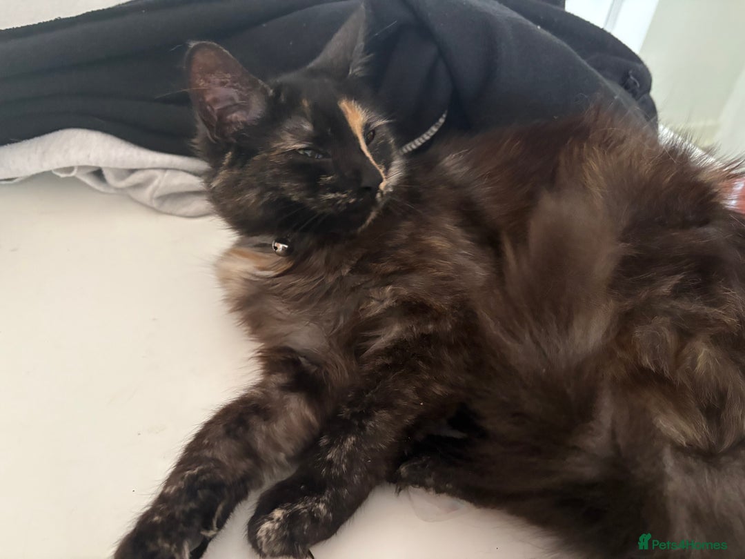 Mixed Breed cats for sale: 1 female cat for free - Image 5
