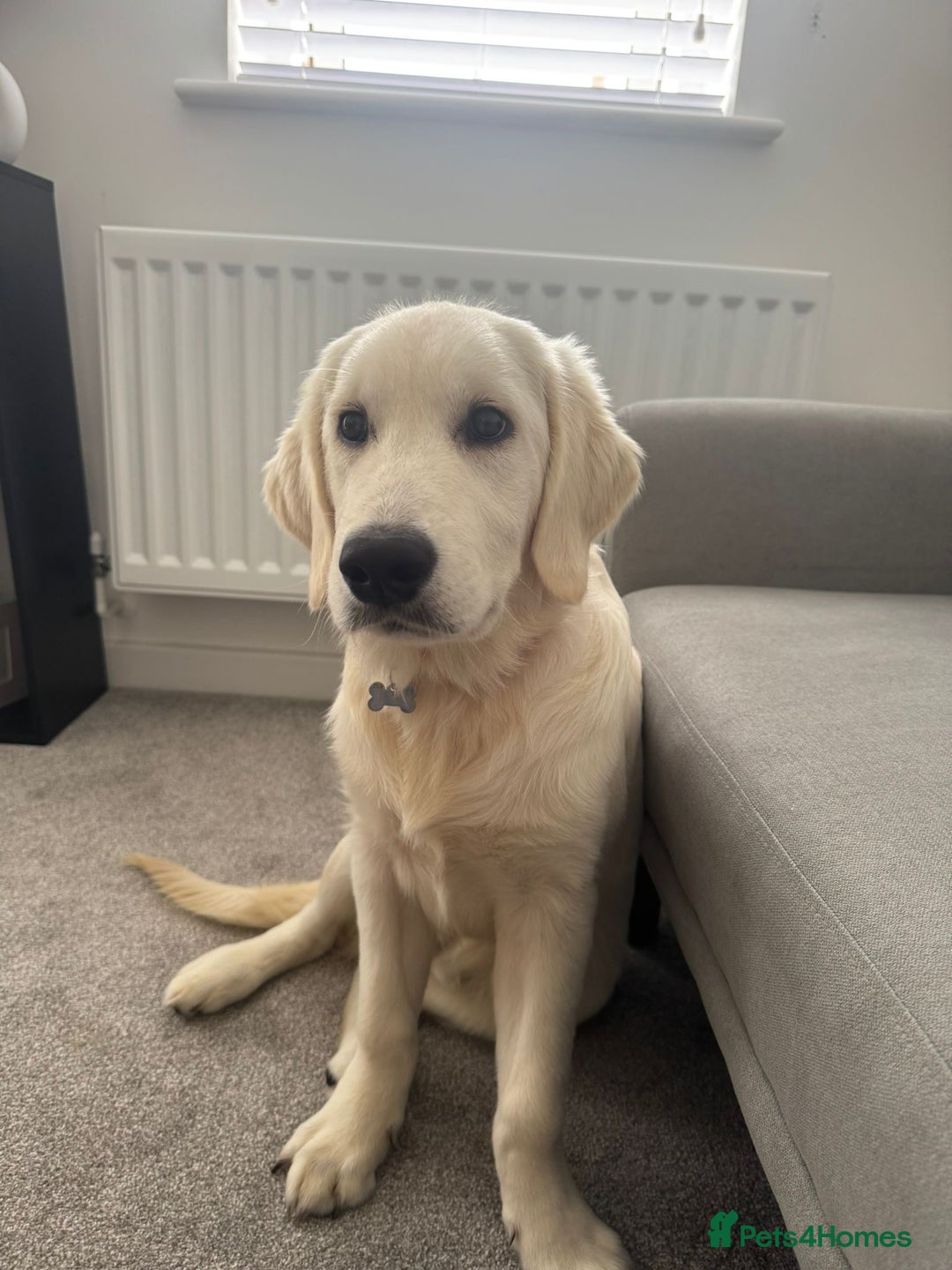 Golden Retriever dogs for sale: Golden Retriever  - Advert 1