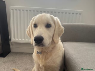 Golden Retriever dogs Golden Retriever - Advert 1