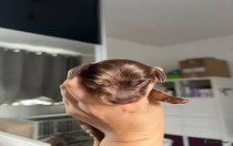 Miniature Dachshund dogs for sale: 4 miniature dachshunds  - Image 8
