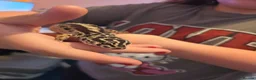 Gecko reptiles for sale: Gecko full set - Advert 4