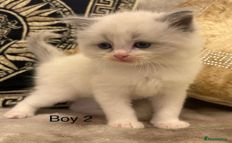 Ragdoll cats Beautiful ragdolls - Advert 4
