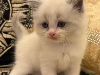 Ragdoll cats Beautiful ragdolls - Advert 5