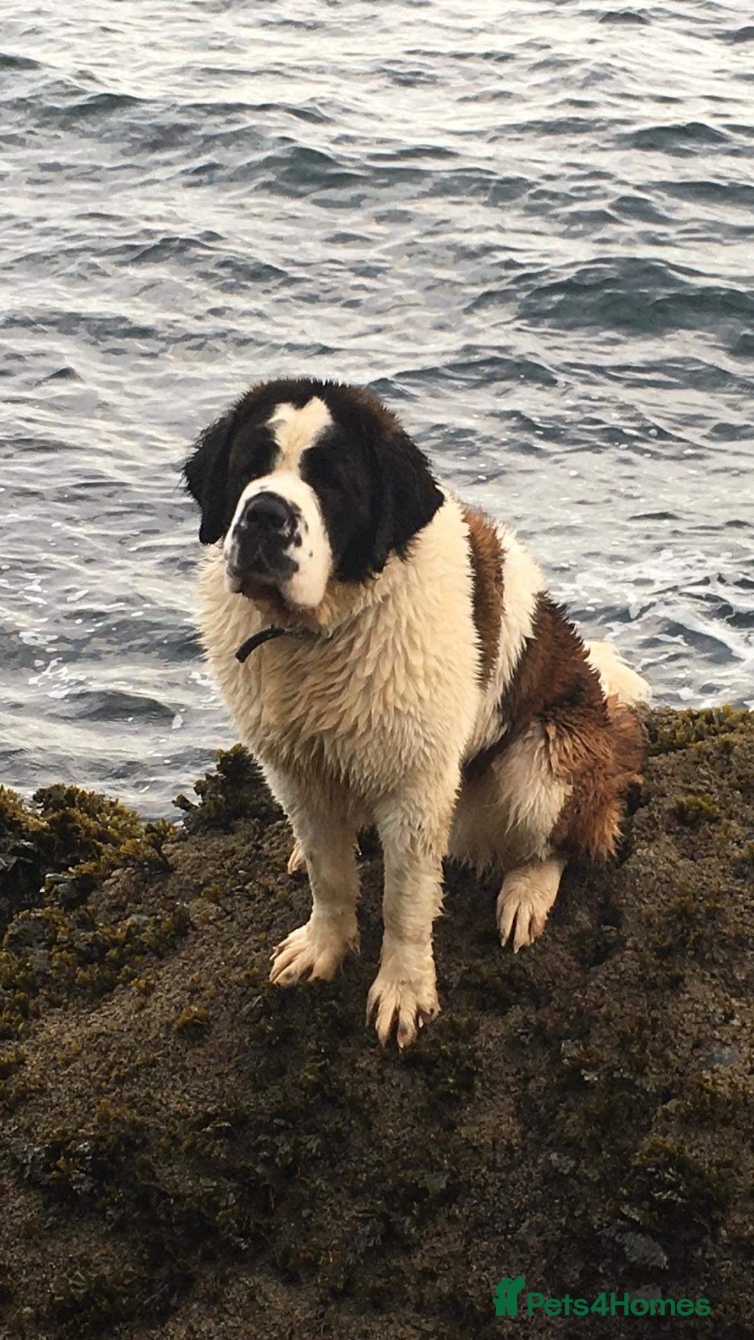 Saint Bernard dogs Saint Bernard puppies for sale  - Advert 3