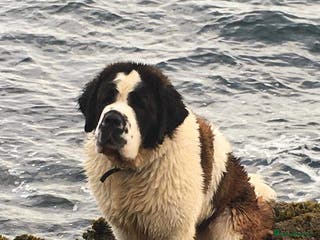 Saint Bernard dogs Saint Bernard puppies for sale - Advert 4