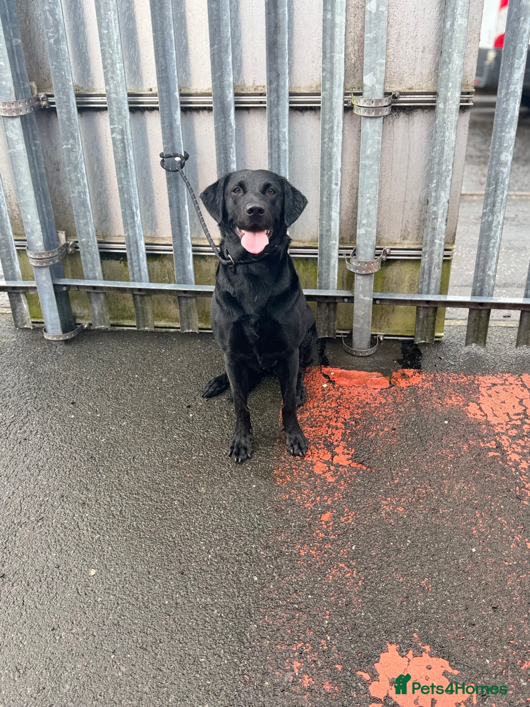 Labrador Retriever dogs for sale: LAST 3 LABRADOR PUPPIES AVAILABLE — READY NOW! - Advert 4