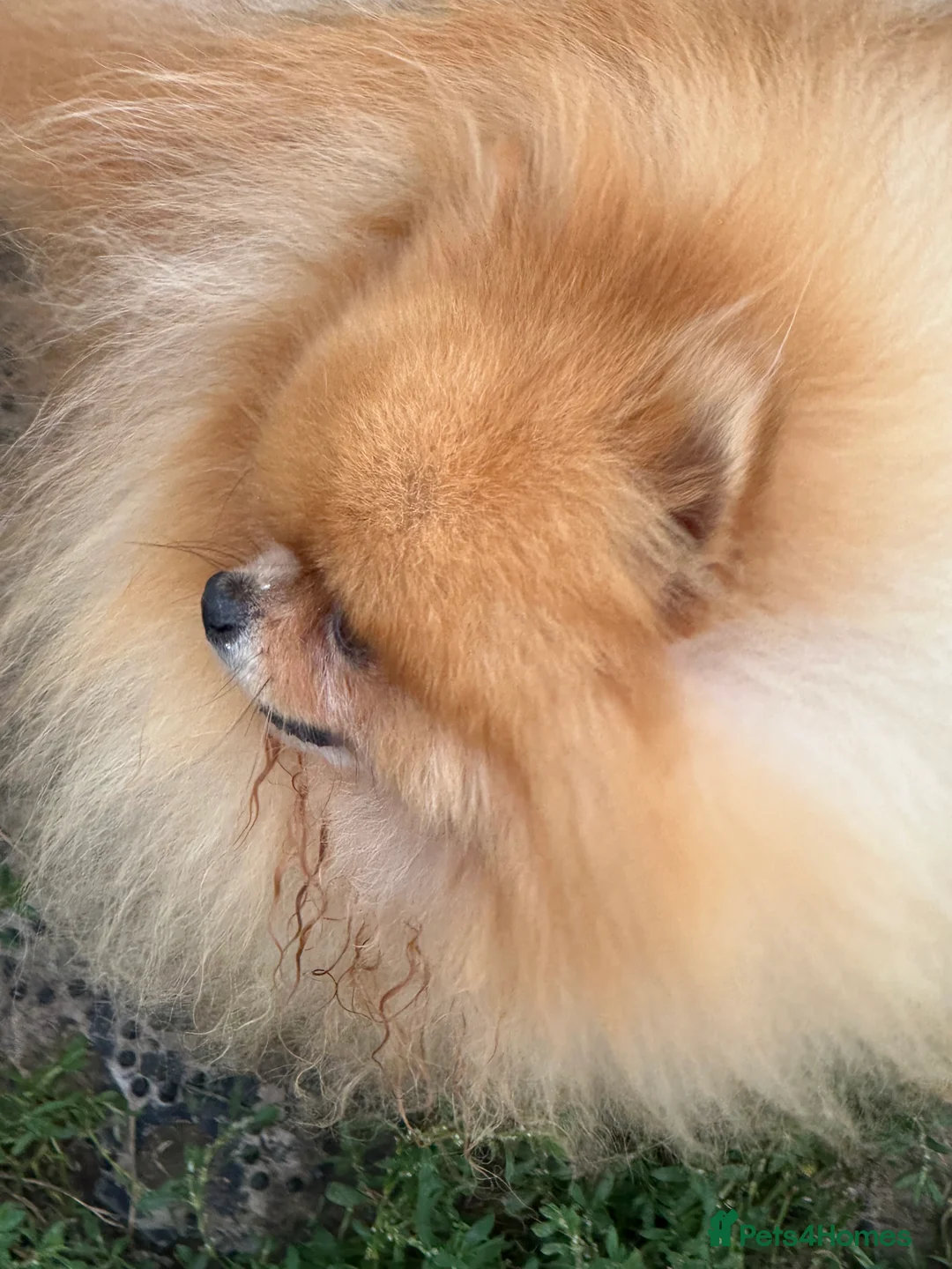 Pomeranian dogs for stud: Kc orange pomeranian for stud duties in Reigate - Advert 11