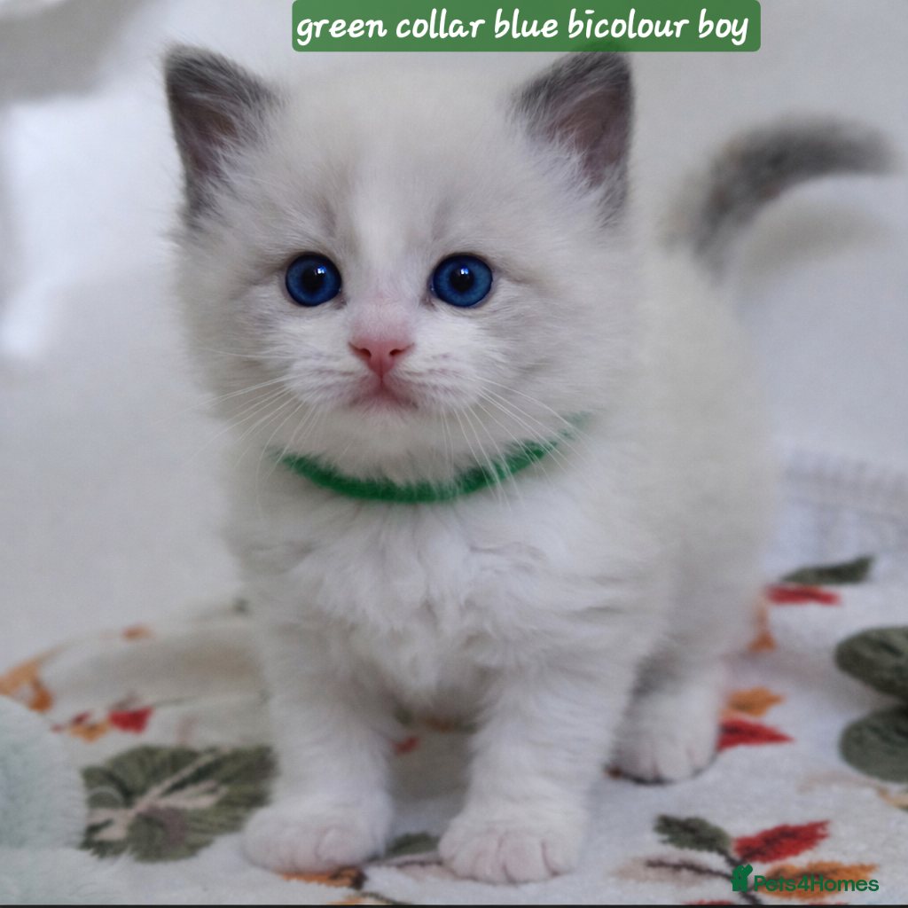 Ragdoll cats Gccf registered ragdoll kittens  - Advert 2