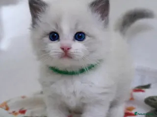 Ragdoll cats Gccf registered ragdoll kittens - Advert 2