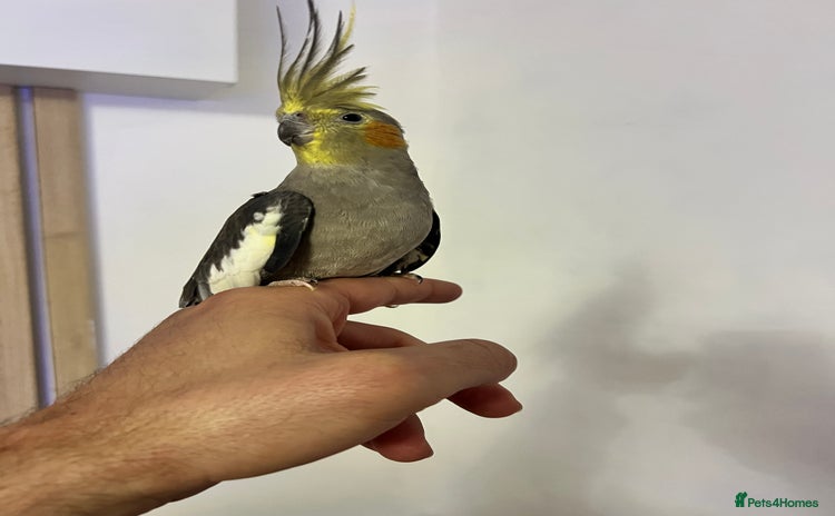Cockatiels birds - Advert 10