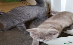 British Shorthair cats for sale: British short-hair kittens  - Image 10