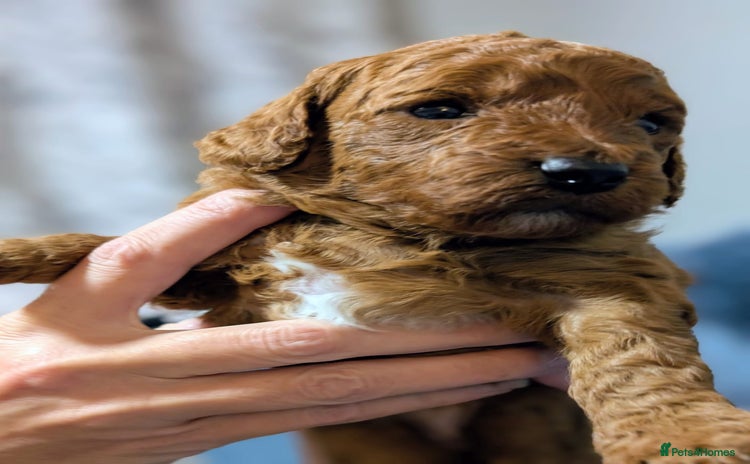 Miniature Poodle dogs - Advert 2