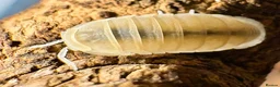 Isopods invertebrates for sale: Isopods for sale - Advert 8