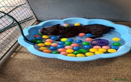 French Bulldog dogs for adoption: Otis  - Image 4