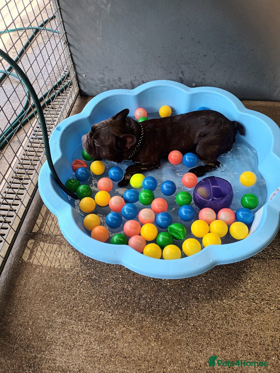 French Bulldog dogs for adoption: Otis  - Image 4