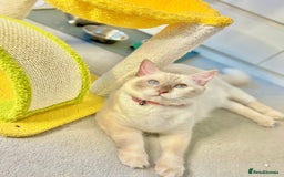 Ragdoll cats for sale: Show Quality TICA Reg Kittens - Champ Bloodline  - Image 11