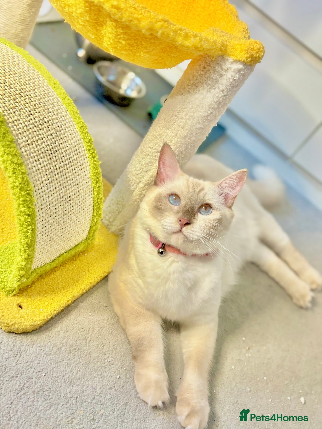 Ragdoll cats for sale: Show Quality TICA Reg Kittens - Champ Bloodline  - Image 11