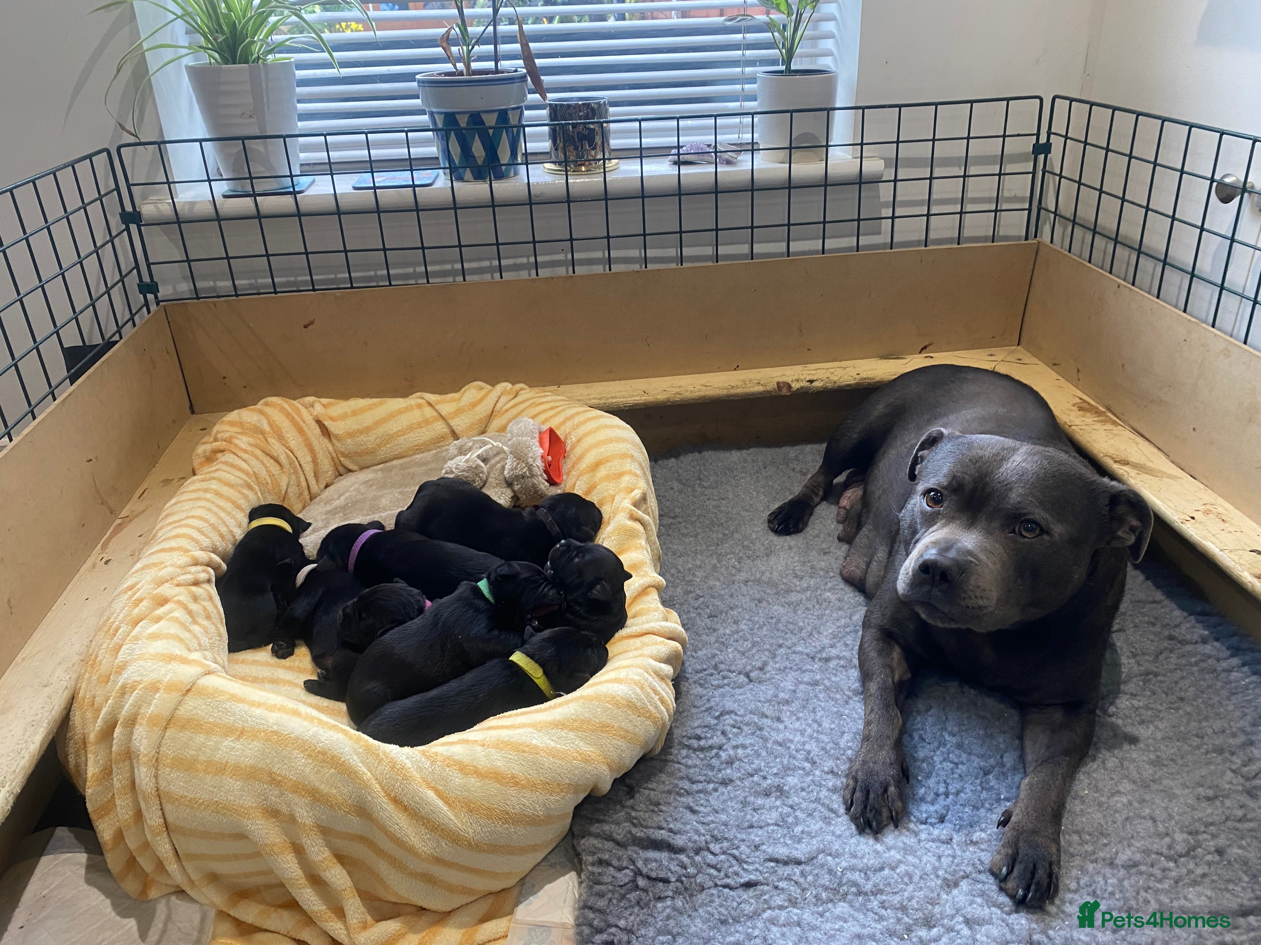 Staffordshire Bull Terrier dogs 19x ch Staffordshire Bull Terrier puppies,Black in Norwich - Advert 2