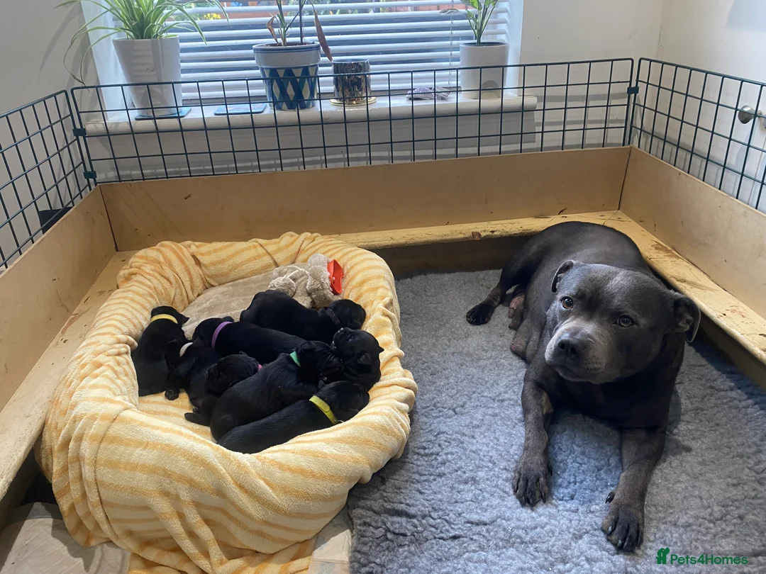 Staffordshire Bull Terrier dogs for sale: 19x ch Staffordshire Bull Terrier puppies,Black in Norwich - Advert 1