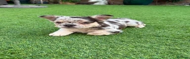 French Bulldog 3