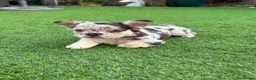French Bulldog dogs for sale: Fluffy French bulldog puppies  - Advert 3
