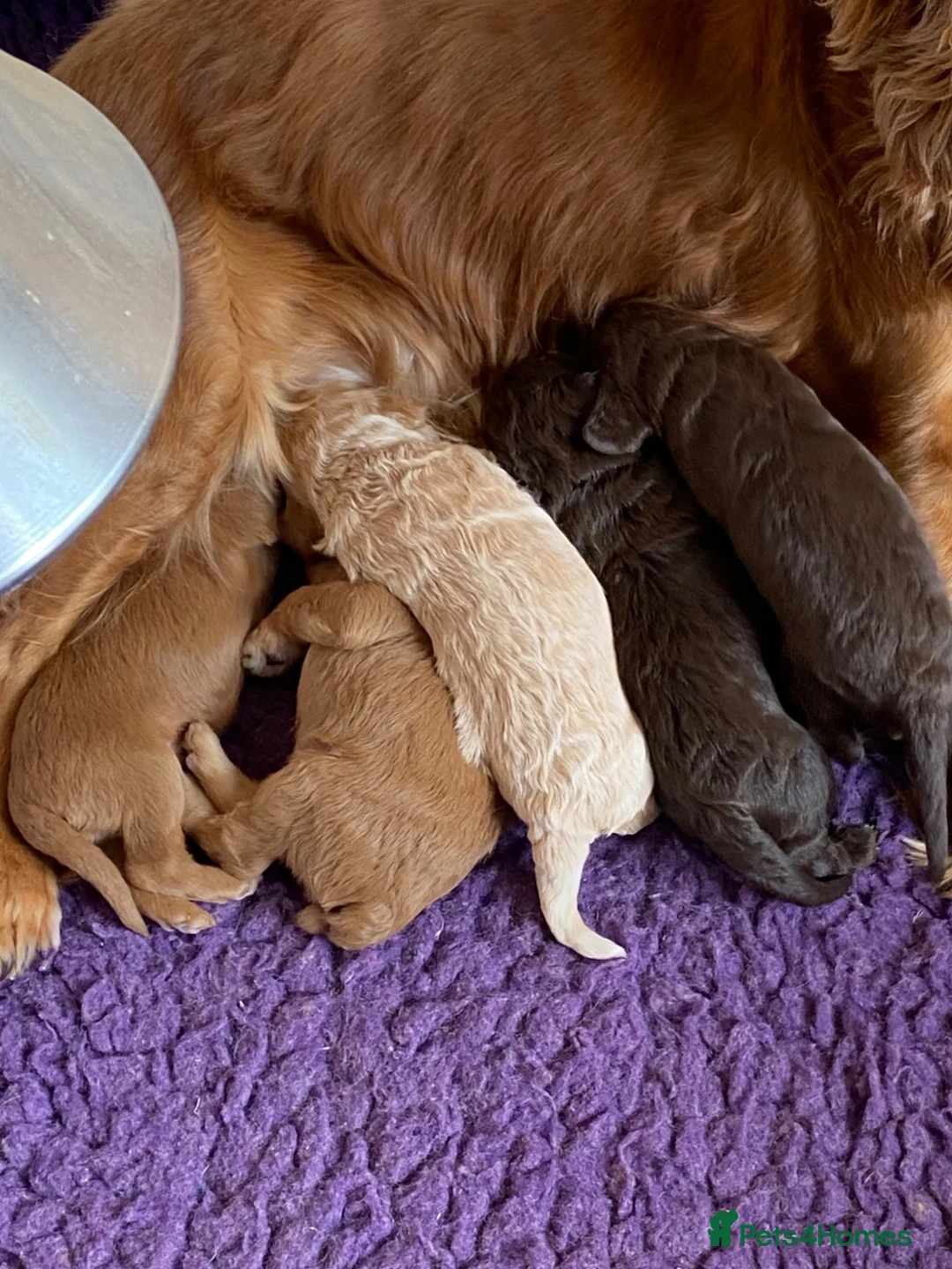 Cockapoo dogs for sale: Miniature cockapoo puppies  - Advert 2