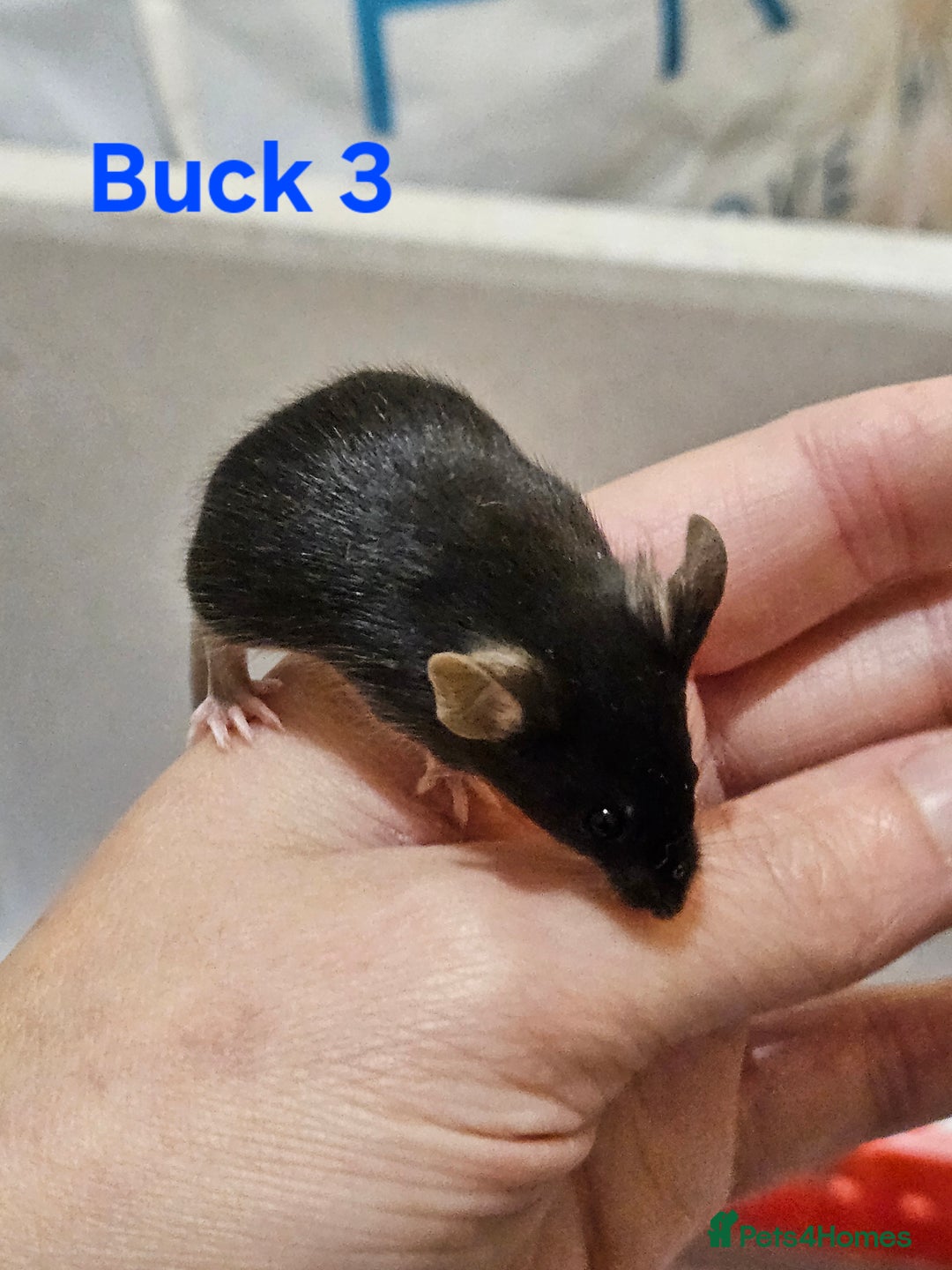 Mouse rodents for sale: Fancy Mice  - Image 16