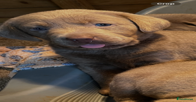 Labrador Retriever dogs - Advert 7