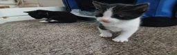 Mixed Breed cats for sale: 3 beautifully little kittens for sale - Advert 5