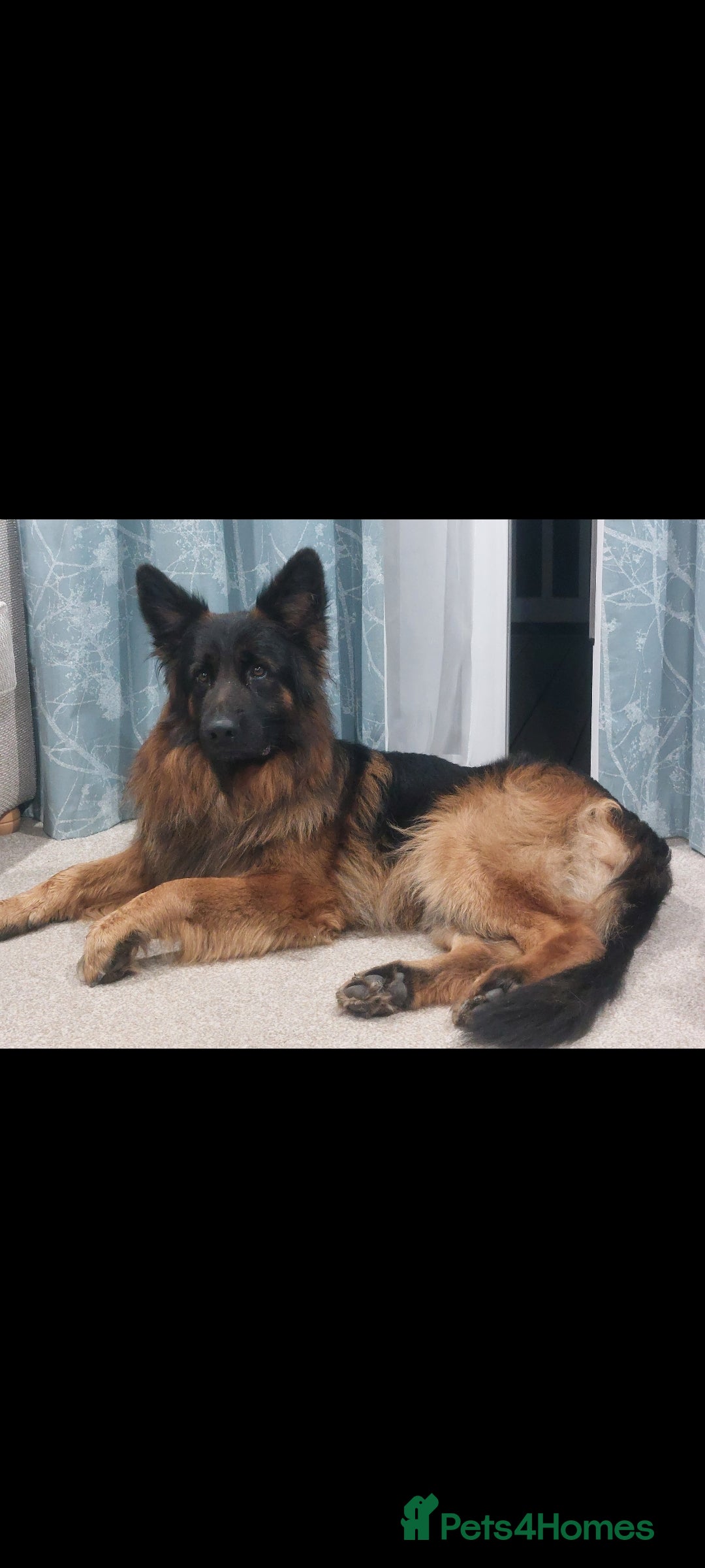 German Shepherd dogs for sale: Puppies  - Advert 10