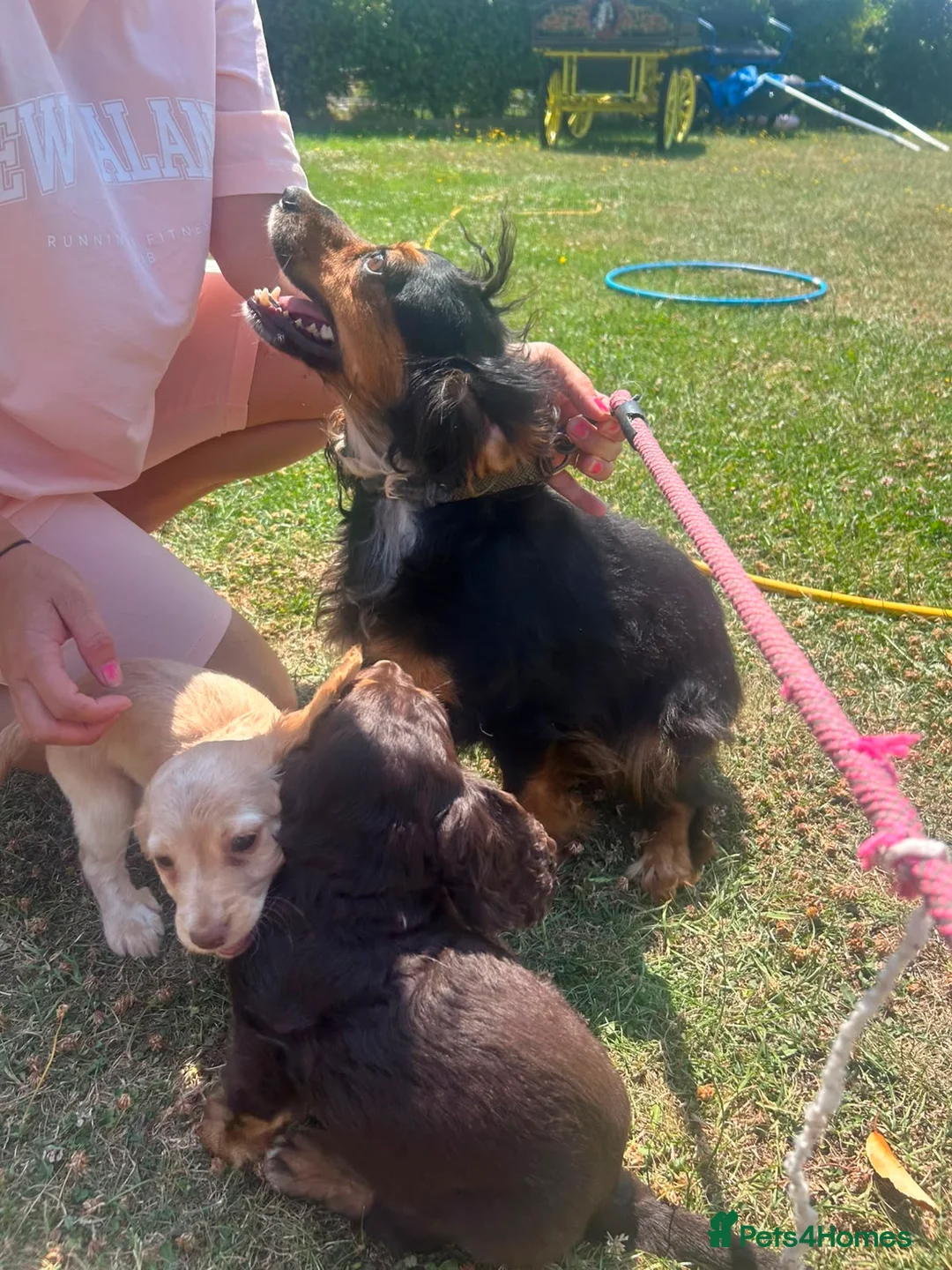 Cocker Spaniel dogs for sale: Cocker spaniel puppies  - Advert 4