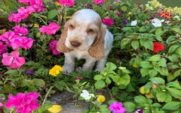 Cocker Spaniel dogs for sale: 5* LICENSED READY KC SHOW H/TESTED PUPPIES  - Image 21