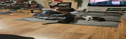 Mixed Breed cats for sale: 10 month old kittens  in Birkenhead - Advert 5