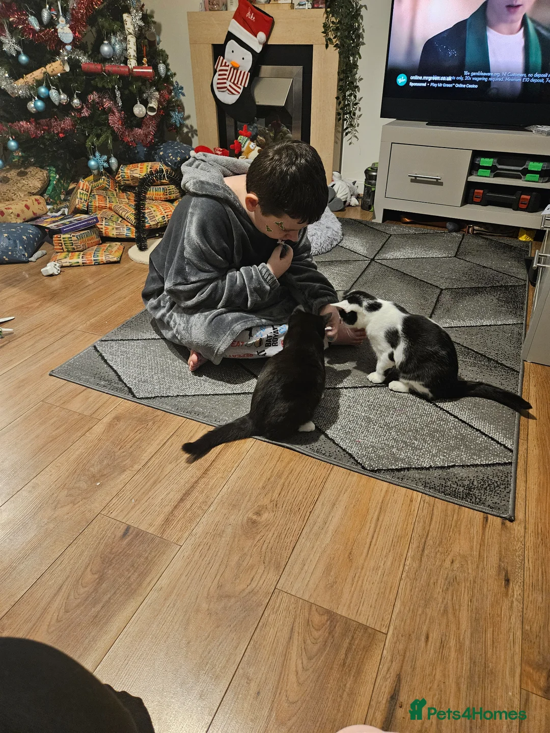 Mixed Breed cats for sale: 10 month old kittens  in Birkenhead - Advert 5