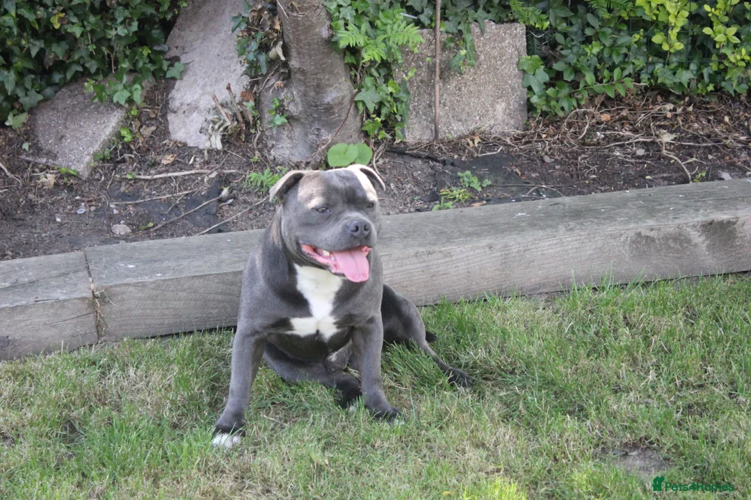 Staffordshire Bull Terrier dogs for stud: NARCOS! THE U.K’s FINEST STAFFY AVAILABLE NOW! in Nottingham - Advert 21