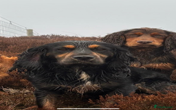 Cocker Spaniel dogs for sale: Working cocker spaniel pups due on 19th November - Image 7