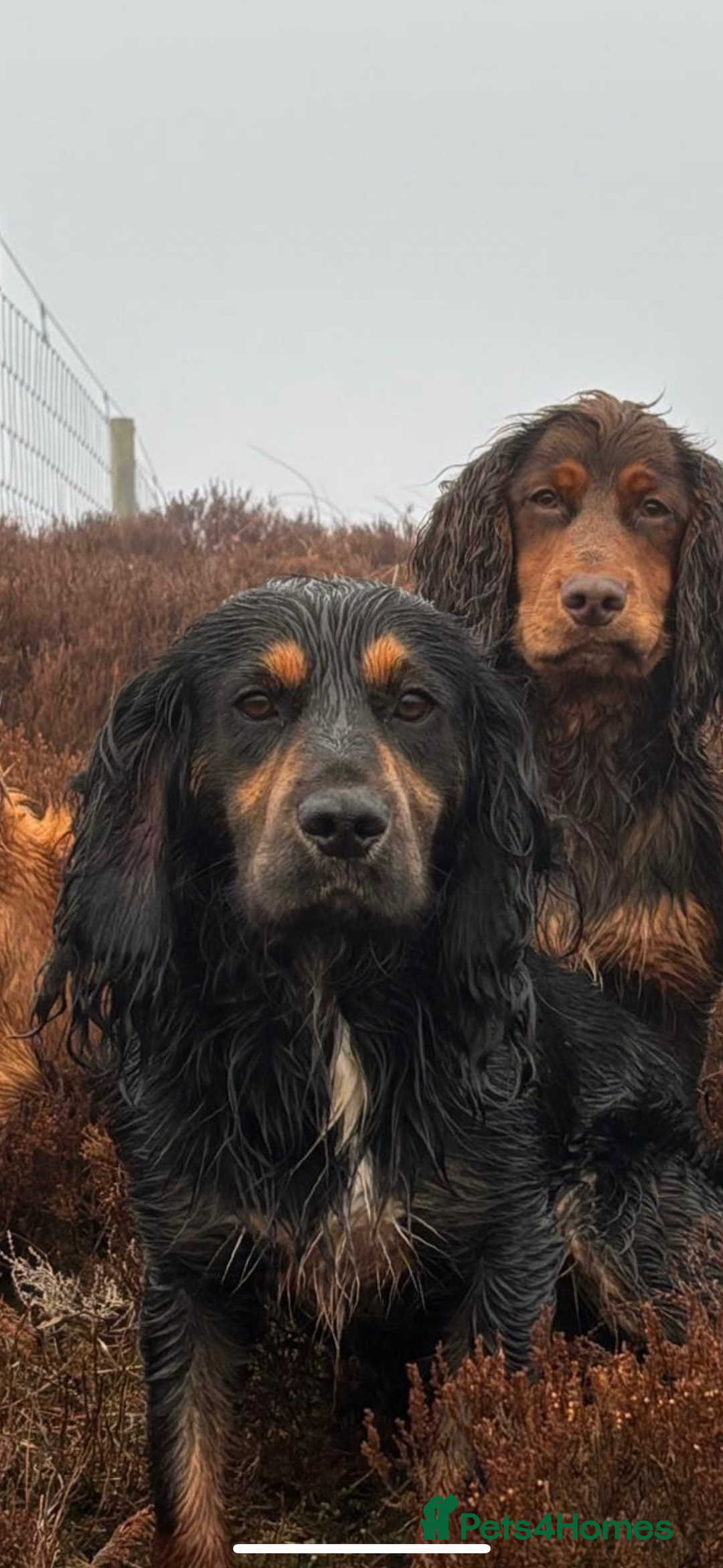 Cocker Spaniel dogs for sale: Working cocker spaniel pups due on 19th November - Image 7